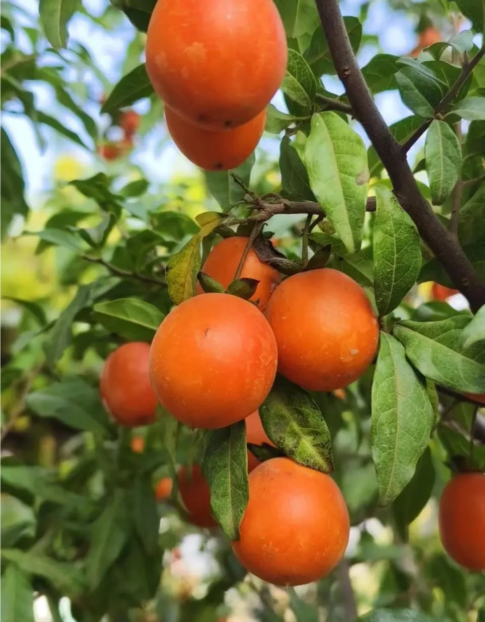 50 Seeds Diospyros cathayensis - Cathay Persimmon , Bonsai