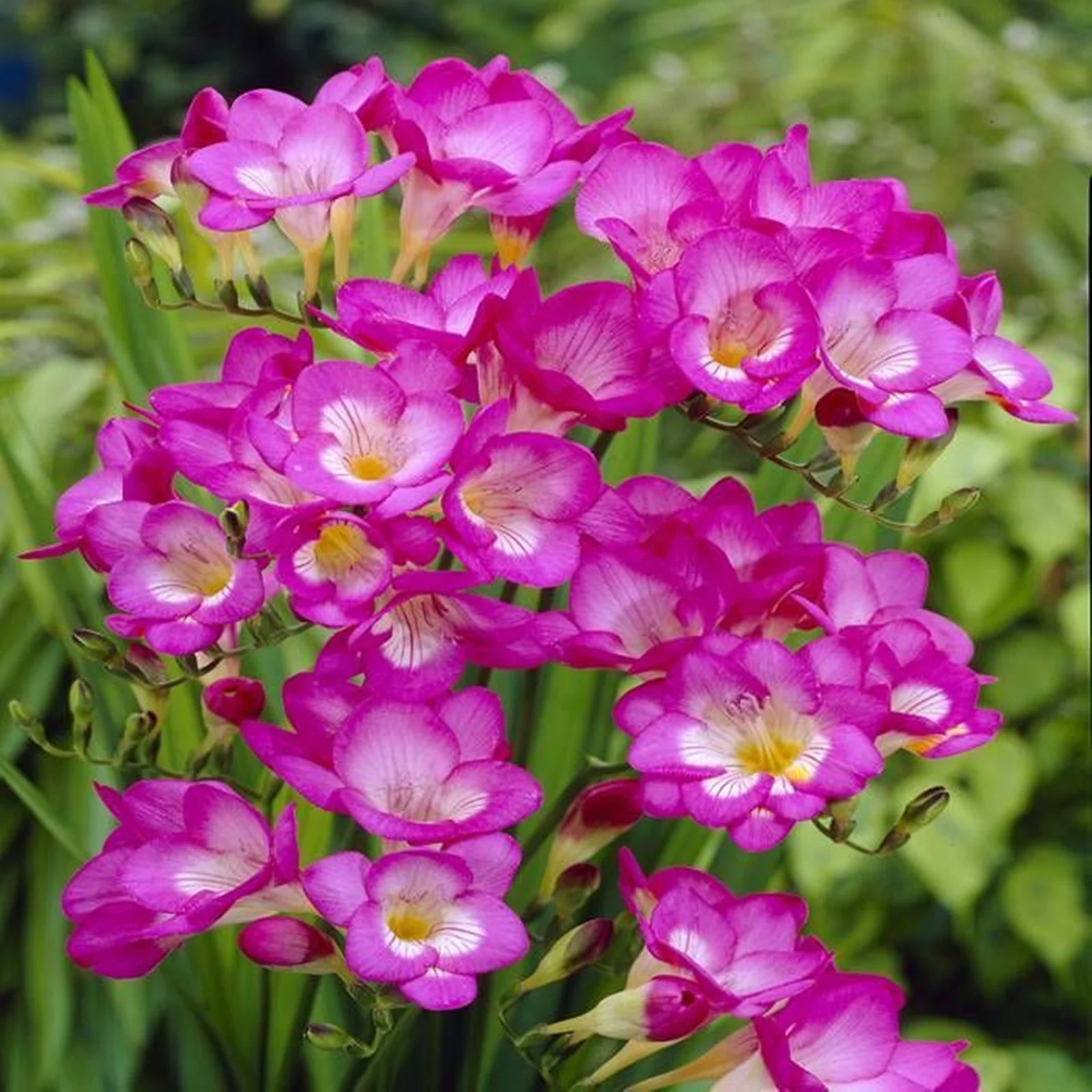 Freesia Bulbs,  Flower Bulbs Flowering In All Seasons,Bright,Beautiful Flower Shapes, Blooming All Year Round, Freesia Bulbs For Sale