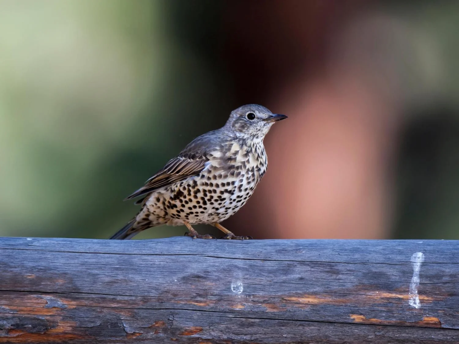 Evergreen Farm and Garden Bird Seed Cylinders - (2 Small Cylinders, Four Seasons Flight)