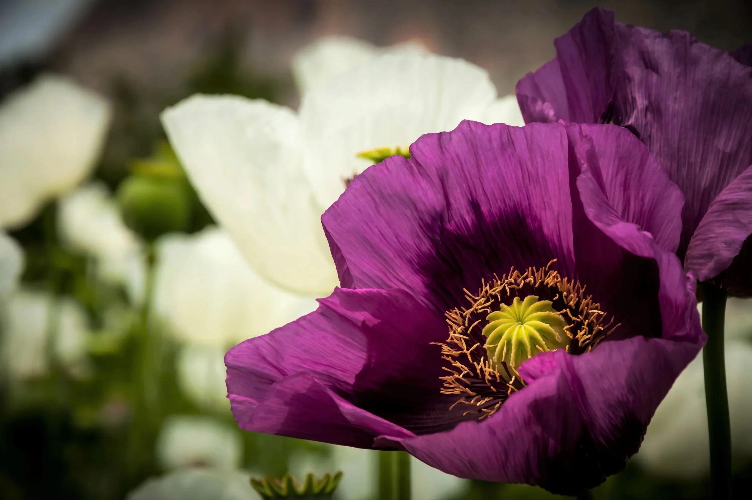 500 LAUREN'S GRAPE POPPY Purple Papaver Somniferum Flower Seeds