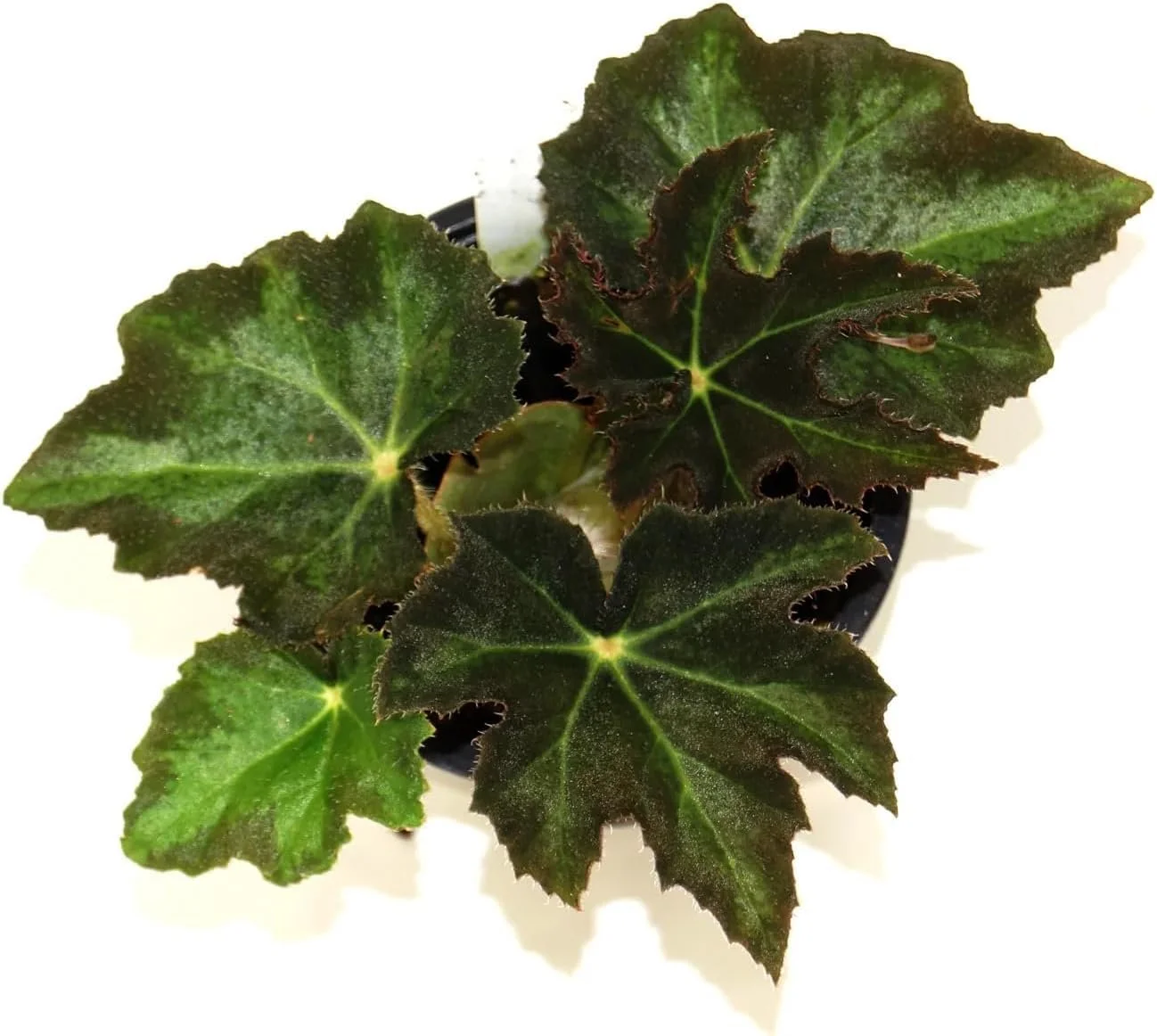 Star Begonia - 4 Live Starter Plants in 2 Inch Pots - Begonia Heracleifolia - Extremely Rare and Beautiful Vining Indoor Houseplant - Air Purifying