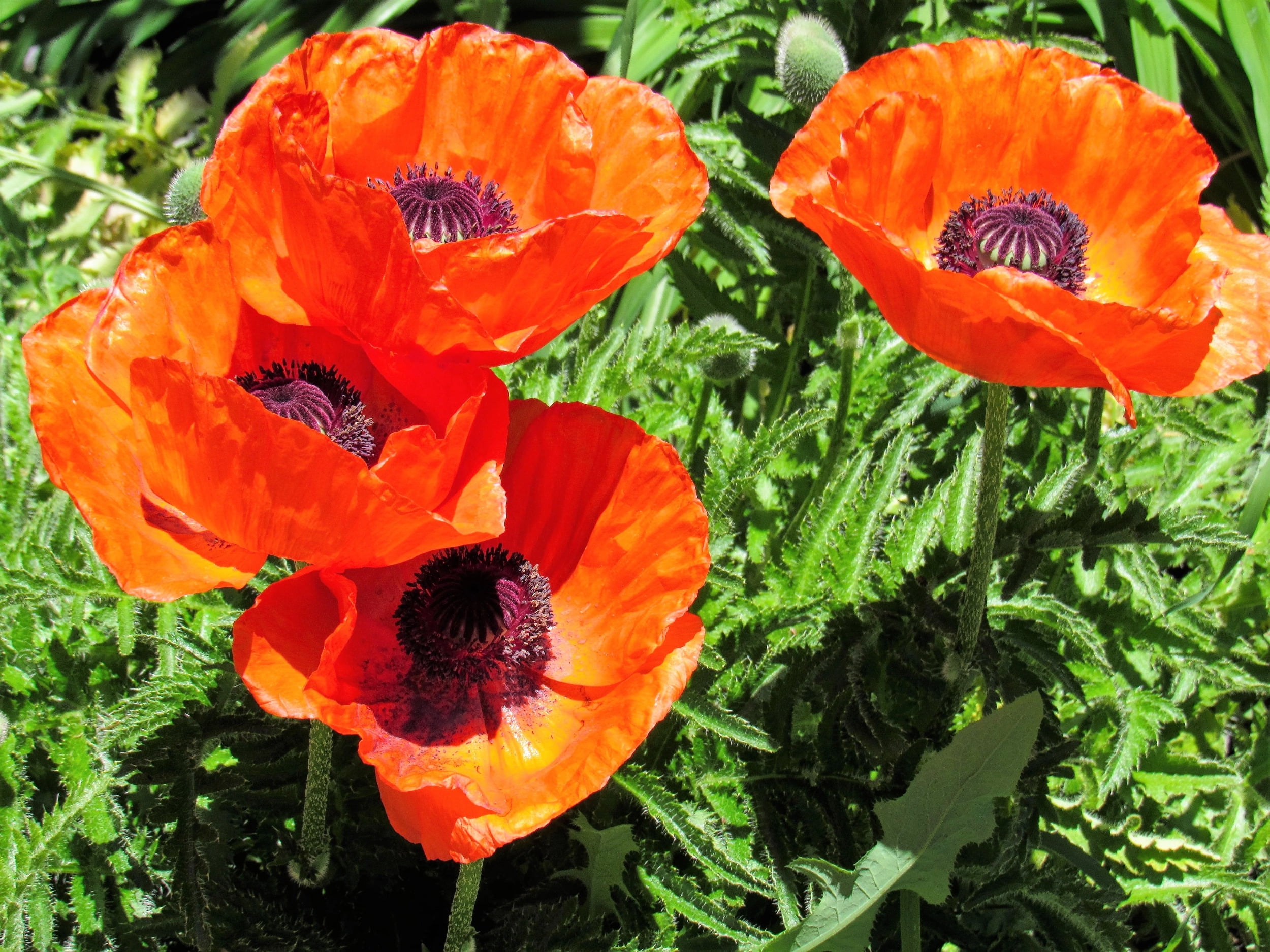 100 Seeds PRINCE of ORANGE POPPY Oriental Poppy Papaver Orientale Perennial Flower Seeds