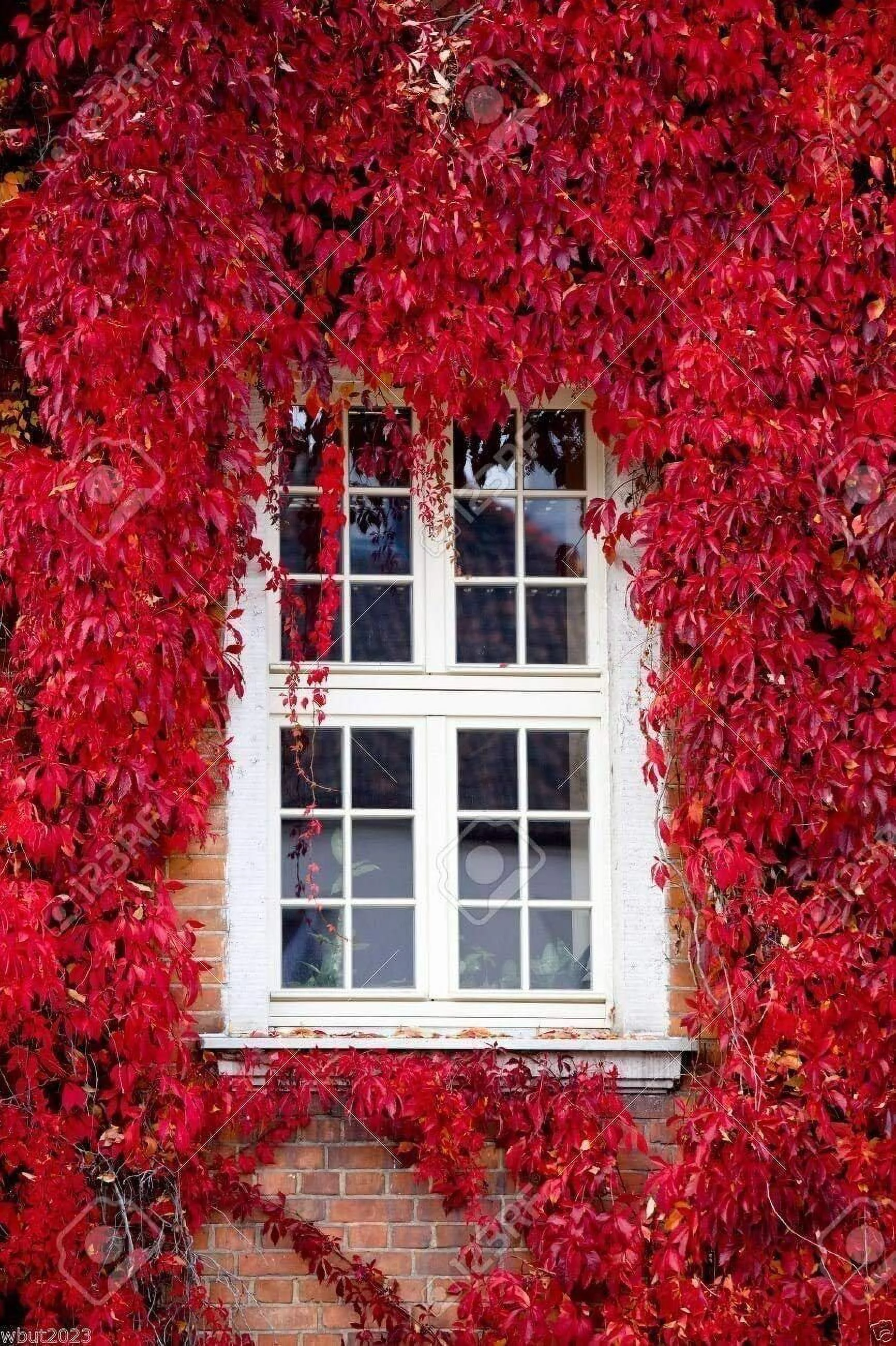 25 Virginia Creeper Seeds Parthenocissus quinquefolia