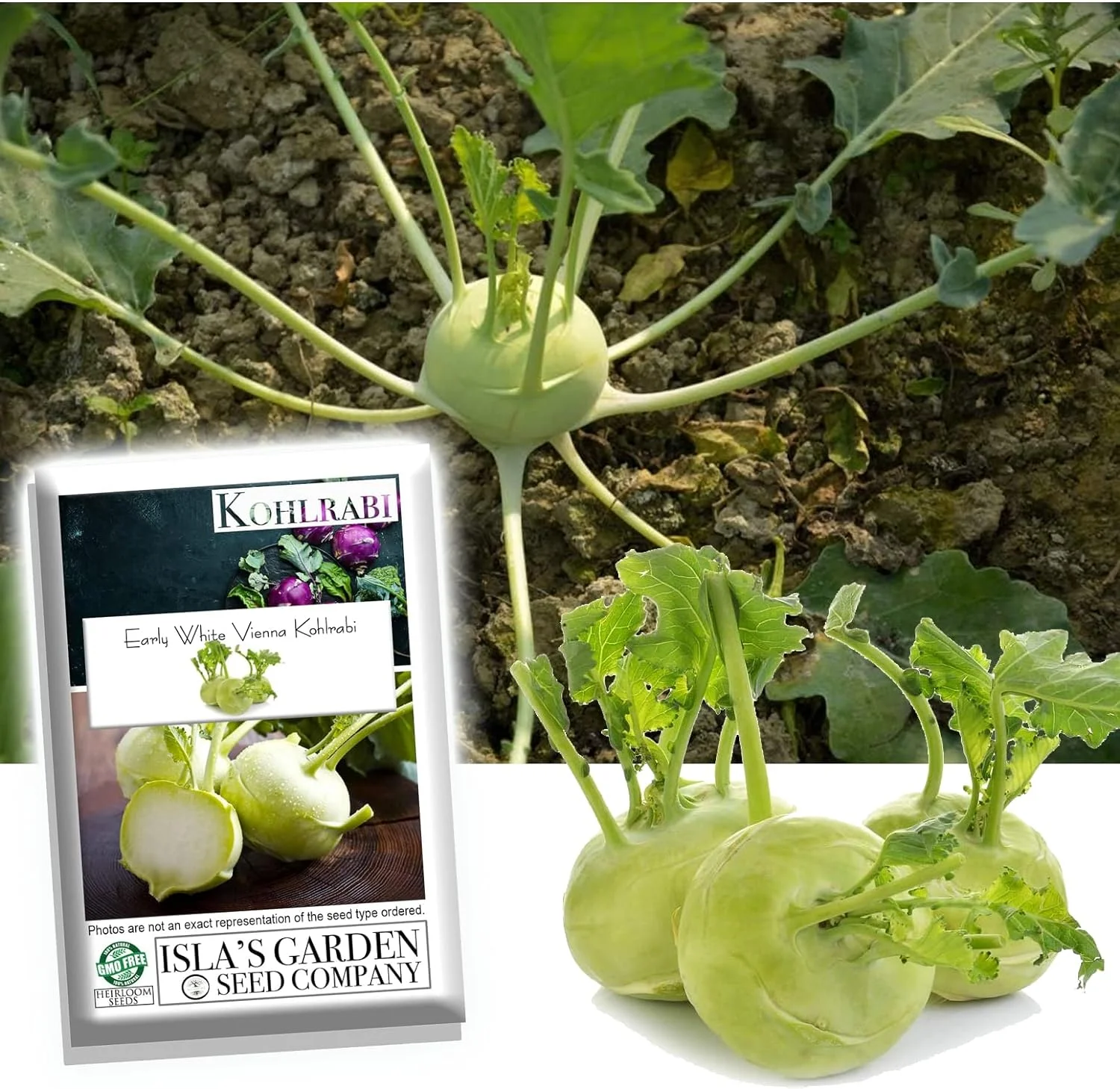 Hanson Improved Crisphead Lettuce Seeds, 1000 Heirloom Seeds Per Packet, Non GMO Seeds