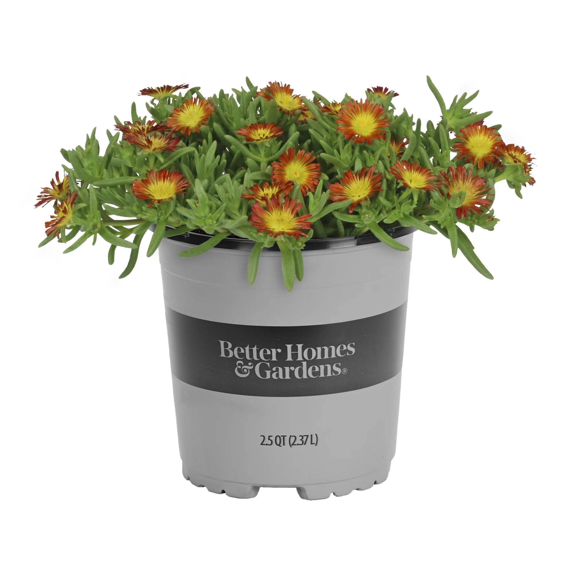 Better Homes & Gardens 2.5QT Multicolor Delosperma Live Plant Sun