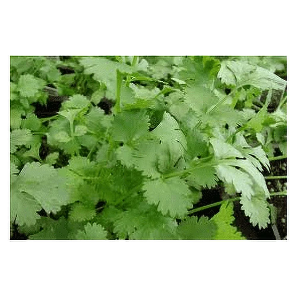 Cilantro Slow Bolting Also Known As Coriander Chinese Parsley Great Herb Heirloom Vegetable Bulk 1/4 LB Seeds