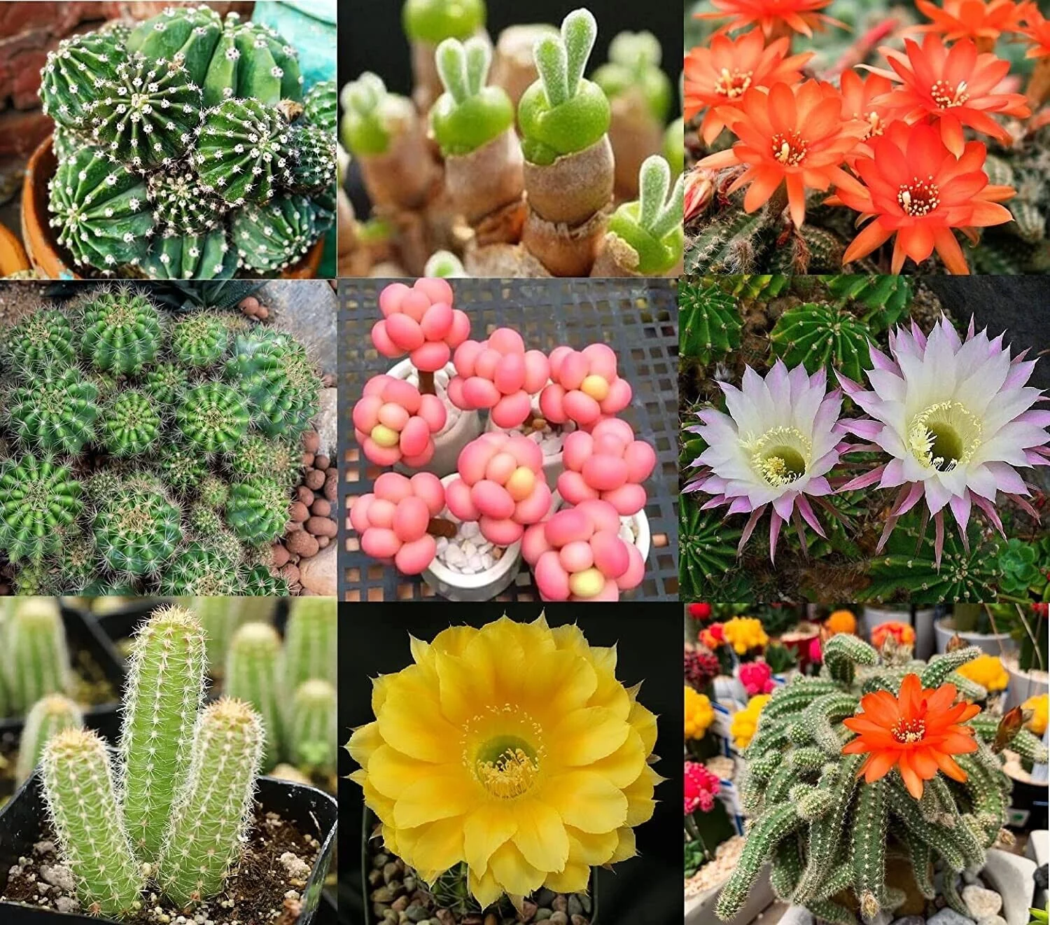 50 Echinopsis Cactus Species Seeds Mix All The Favorites Grow Exotic Cacti