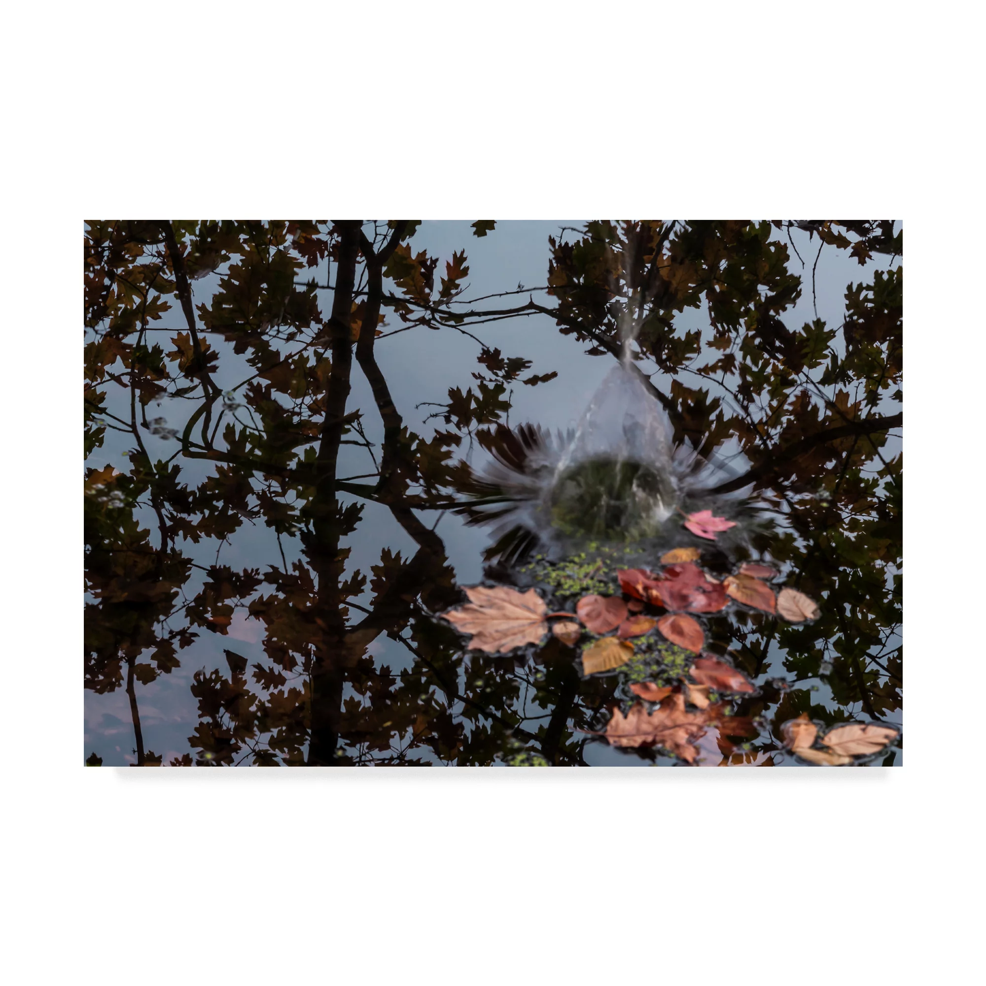 Trademark Fine Art 'Acorn Falling Into Pond With Tree Reflections' Canvas Art by Anthony Paladino