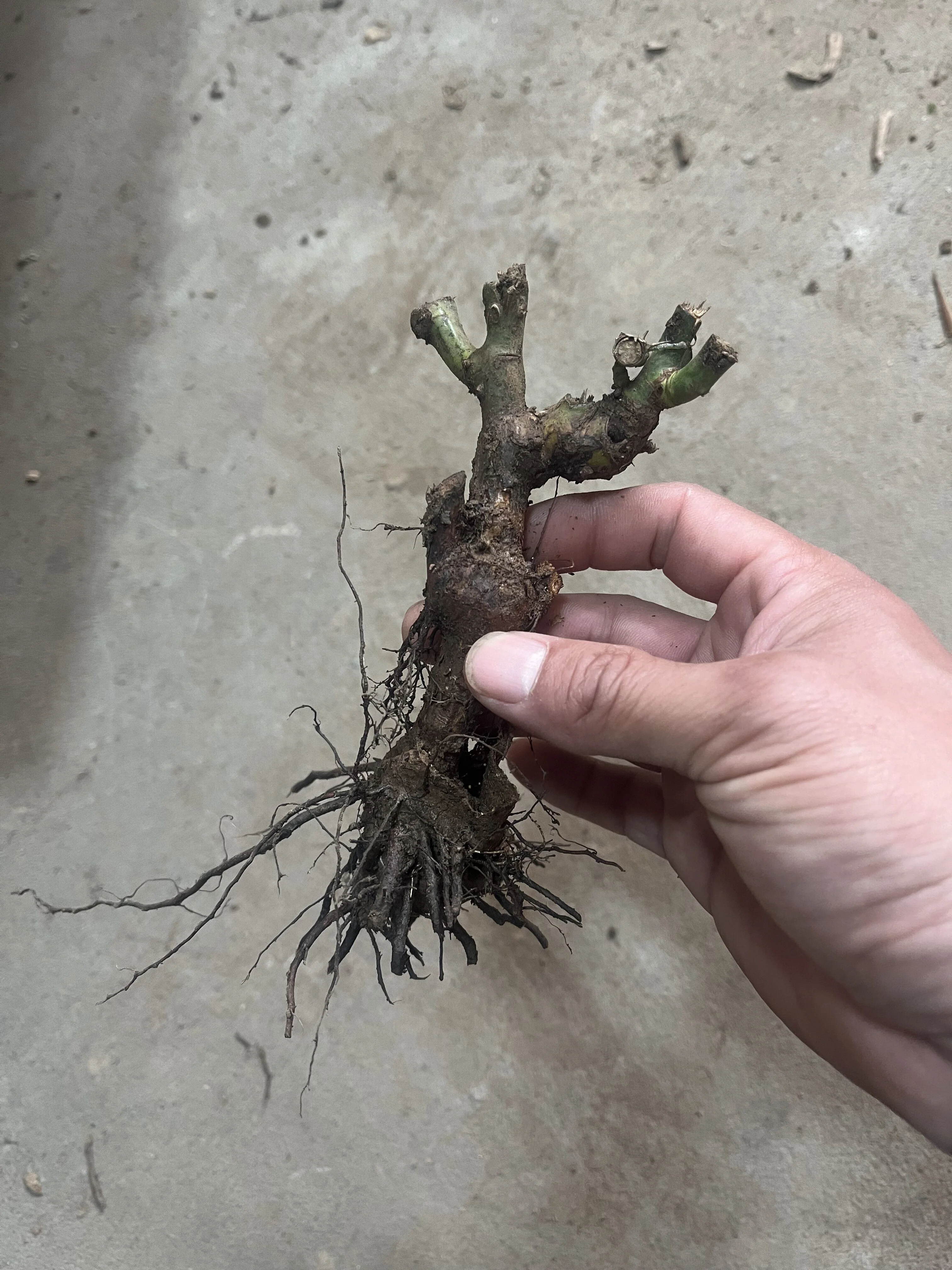 Hibiscus Bulbs, Large And Colorful Flowers, Seasonal Plants, Potted Plants, Garden Flowers, Hibiscus, Hibiscus，Hibiscus Plant Perennial，Hibiscus Bulbs For Sale