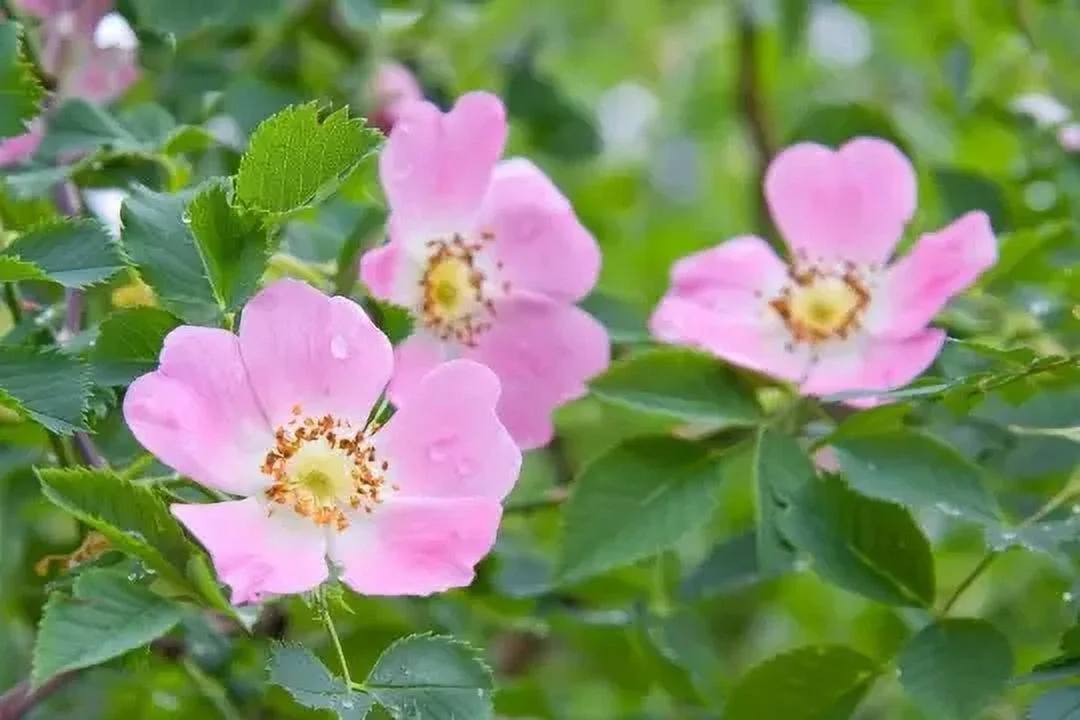 20 Perennial Early wild rose seeds zone 3-9 *06