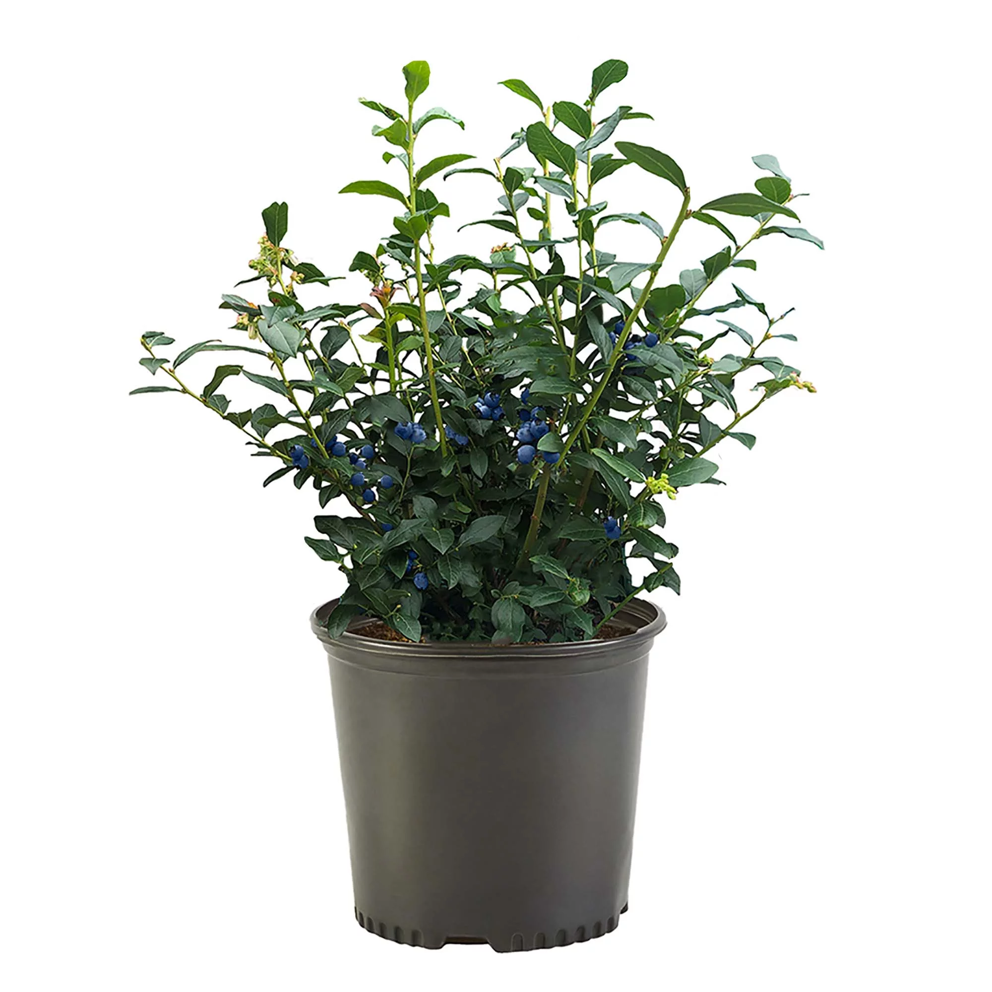 Blueberry Biloxi Live Shrub (1 Gallon)