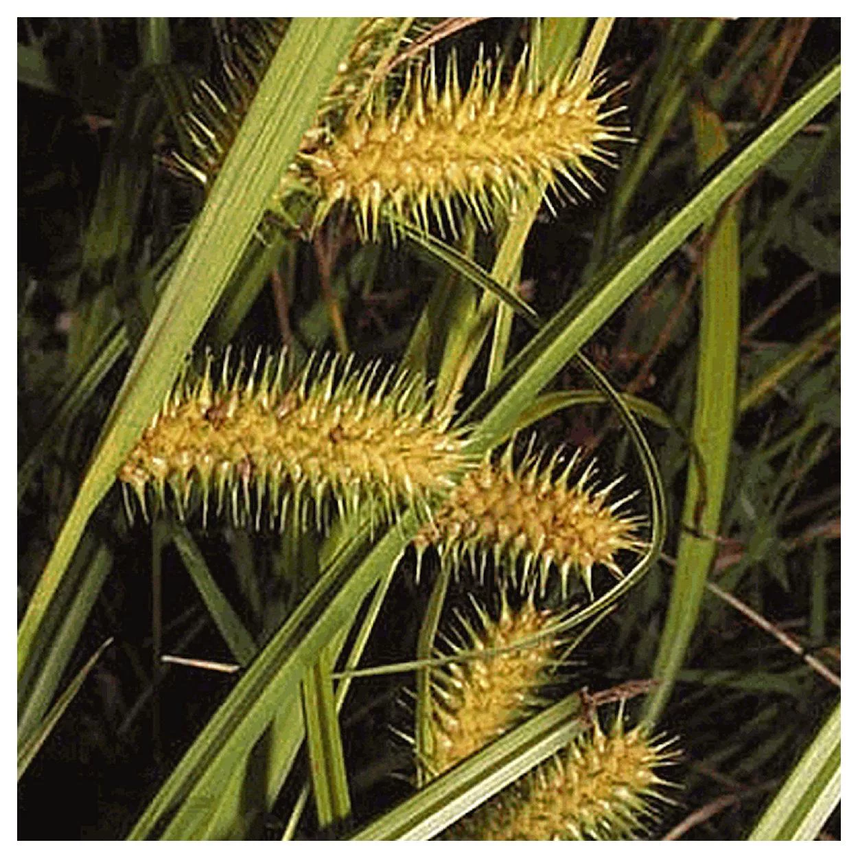 Everwilde Farms - 400 Sallow Sedge Native Grass Seeds - Gold Vault Jumbo Bulk Seed Packet