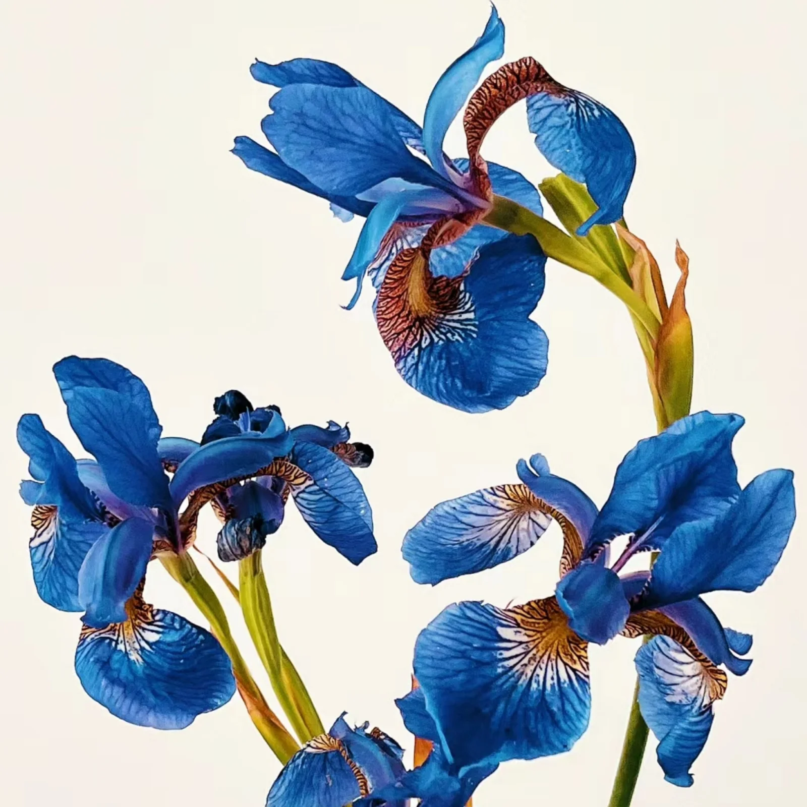 Bearded iris bulbs    Siberian iris bulbs    Iris bulbs     Iris bulbs for planting