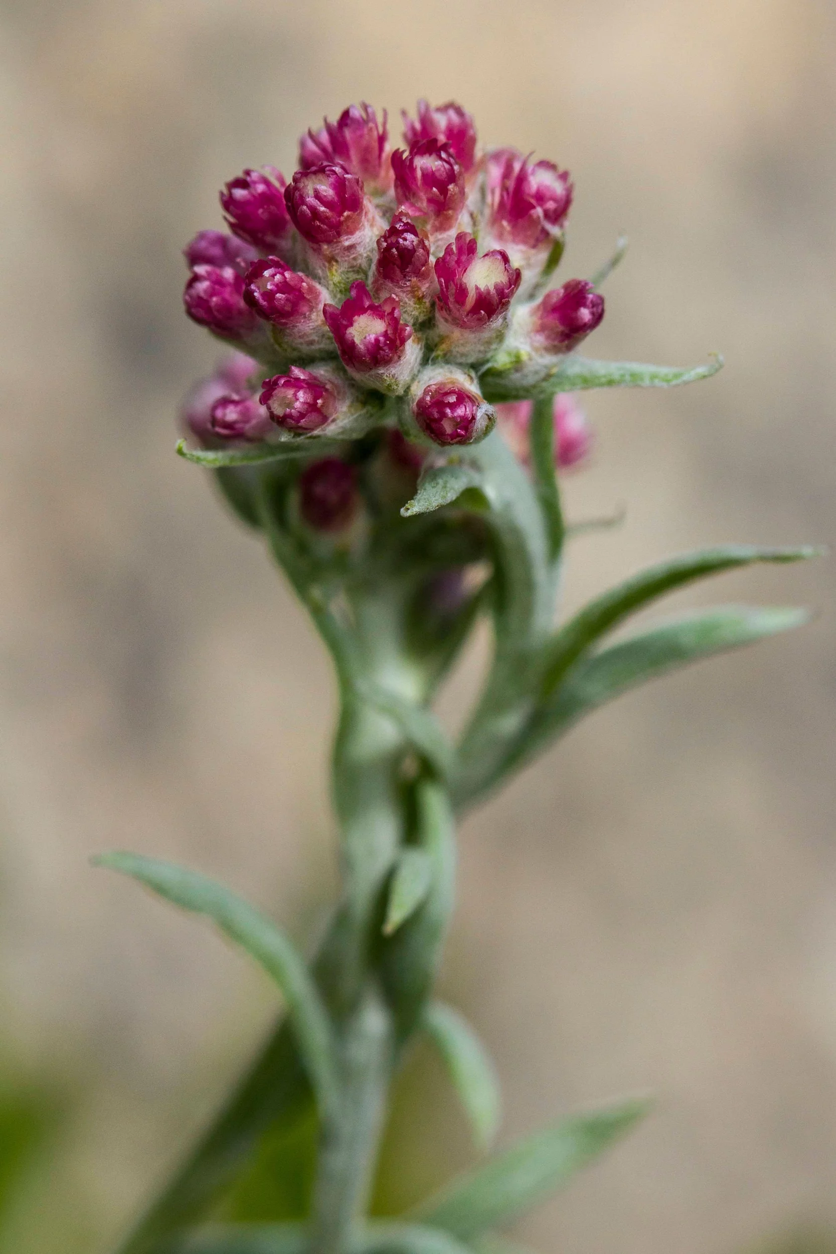 20 RED PUSSYTOES Pink RedTinted Antennaria Dioica Rubra Everlasting Flower Seeds