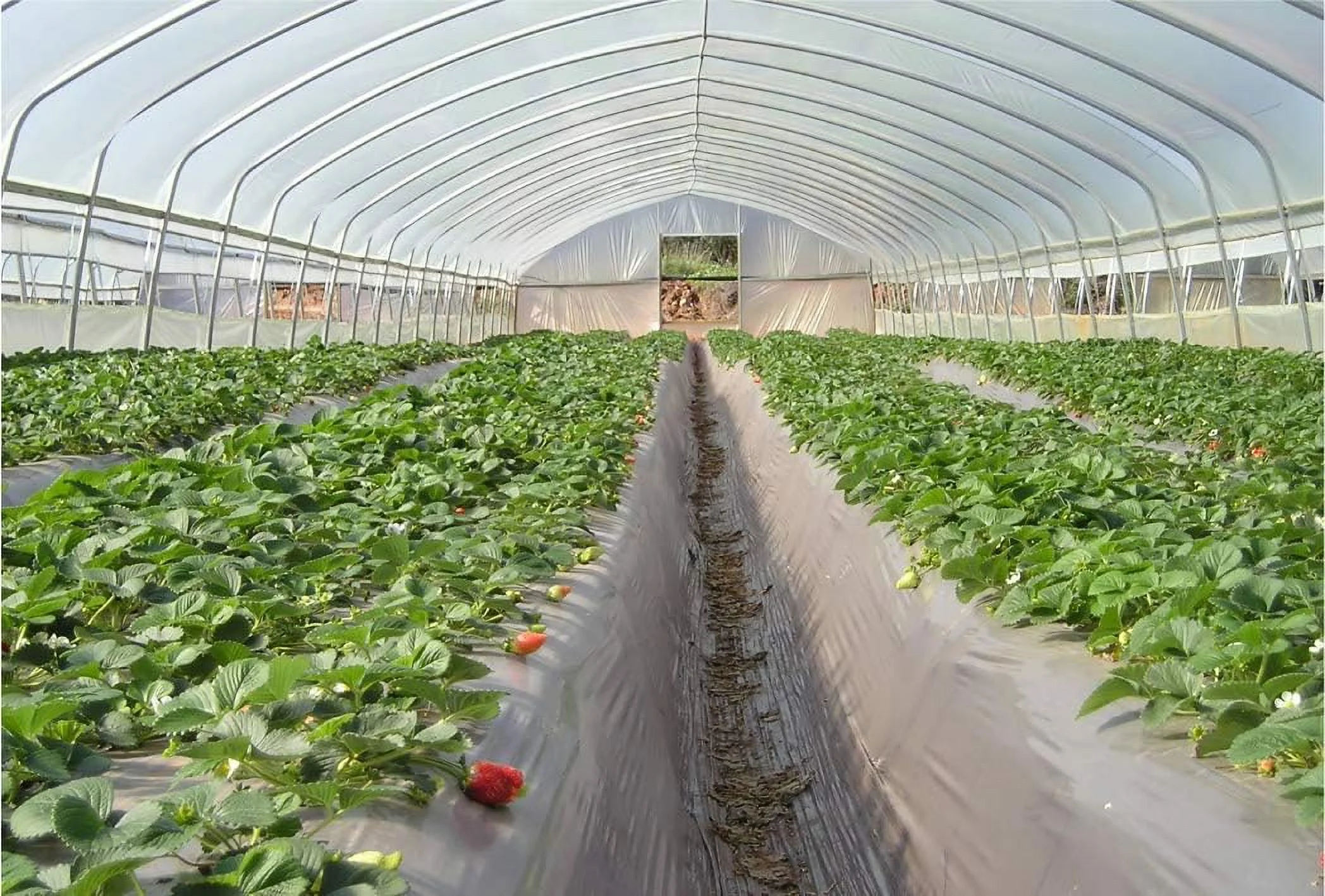 Greenhouse Clear Plastic Film Polyethylene Covering Gt4 Year 6 Mil 16Ft. X 55Ft. By Grower’S