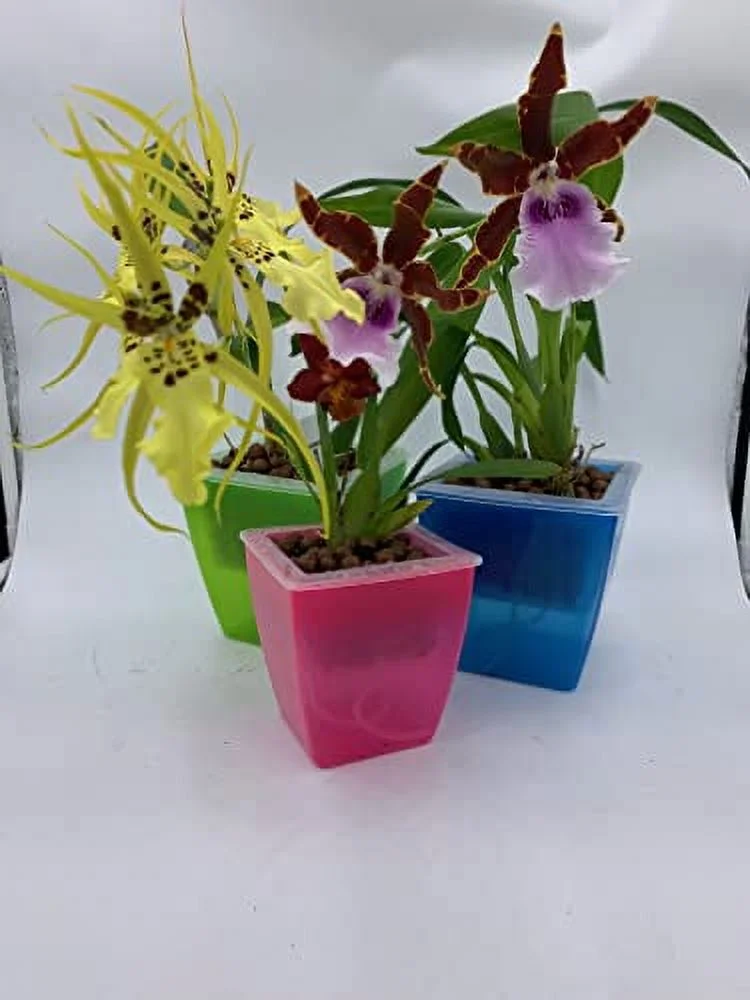3 Perfect Orchid Planter, Plastic Planter Pot, Orchid Pots with Holes Mesh Net Orchid Planter Flower Pots for Home Decoration 3 Inner Baskets & 3 Outer Planters Included (Blue, Small 4 inches)