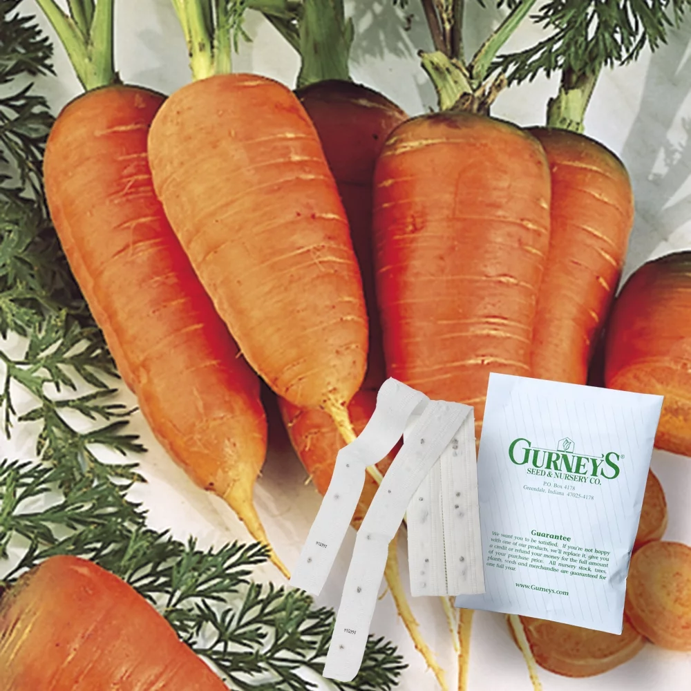 Gurney's Scarlet Nantles Carrot Seed Tapes - 2 seed tapes measuring 7.5 feet long each