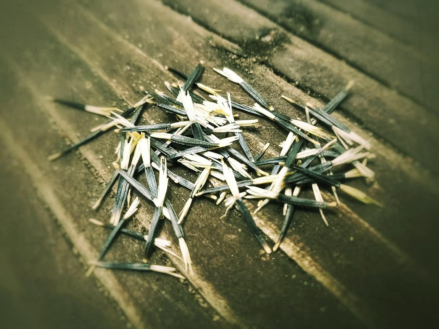 French Marigold Seeds for Planting - Plant & Grow Heirloom French Marigolds in Home Outdoor Garden – Planting Instructions for Vibrant Rare Blooms – Great Gardening Gift, 5 Packets