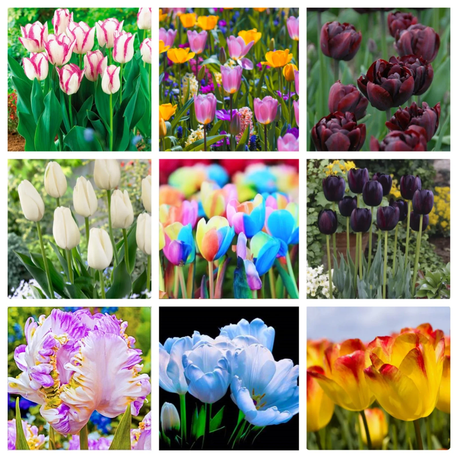 Tulip Bulbs,Tulip Flowers,Tulip Flowers Bulbs,Tulip Bulbs For Planting,Stunning Ornamentals,Tulip Bulbs For Sale Outdoors.