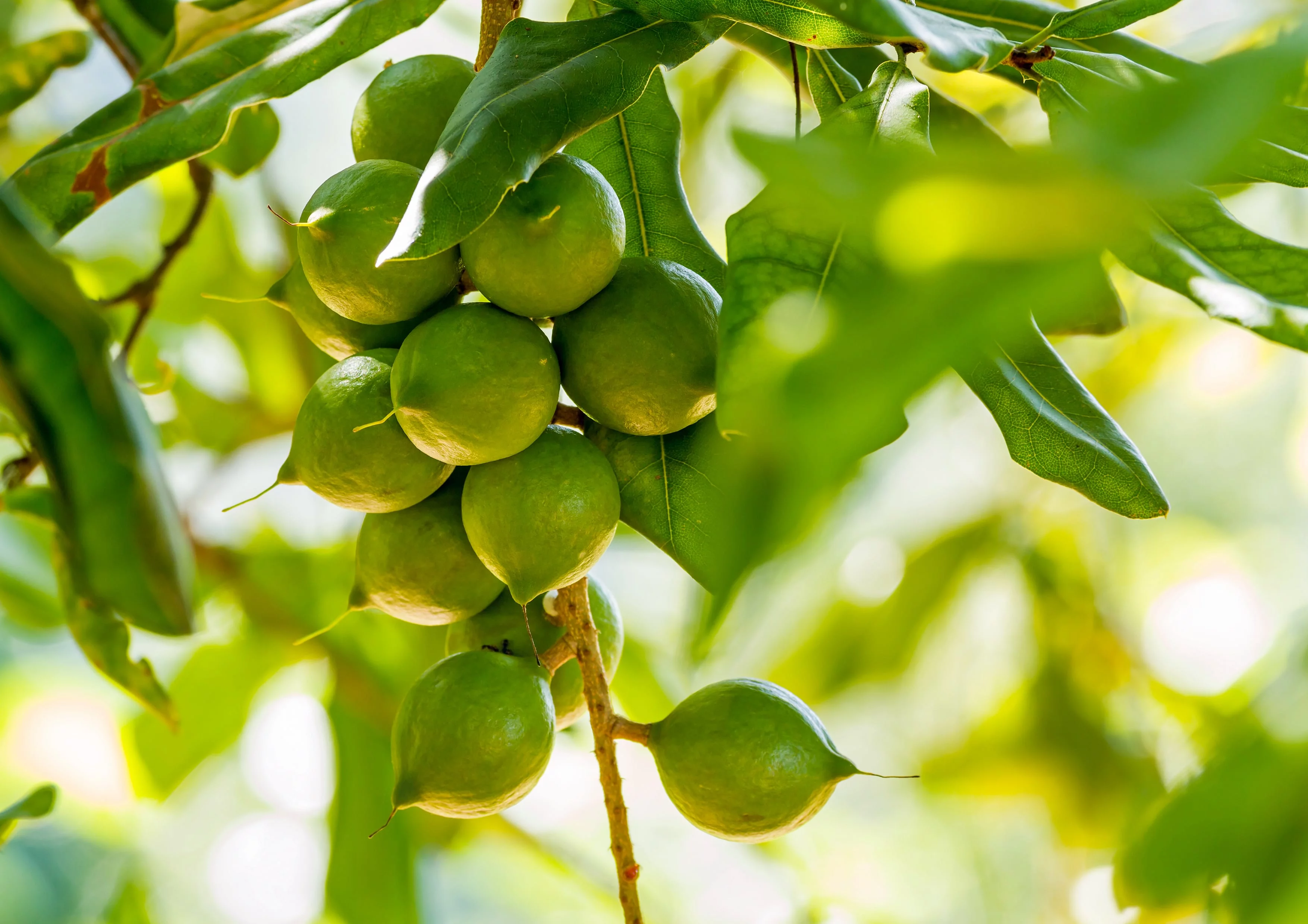 Dry Roasted Macadamia Nuts with Himalayan Salt, 2 Pounds — Vegan — by Food to Live