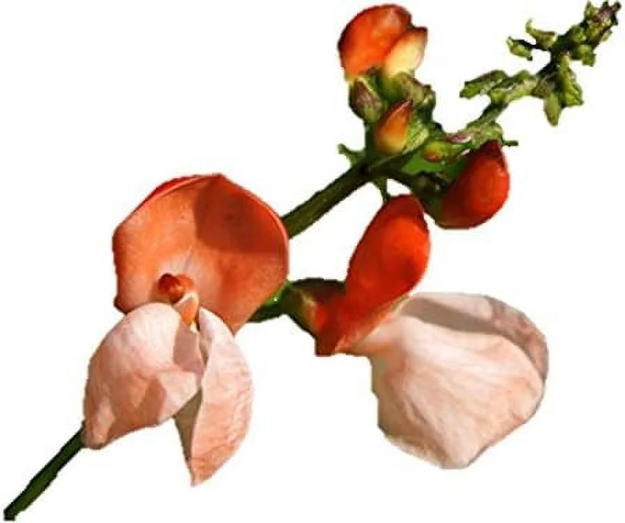 Heirloom Scarlet Runner Pole Bean Seeds - Phaseolus coccineus - 26 Seeds, 1 oz - C15