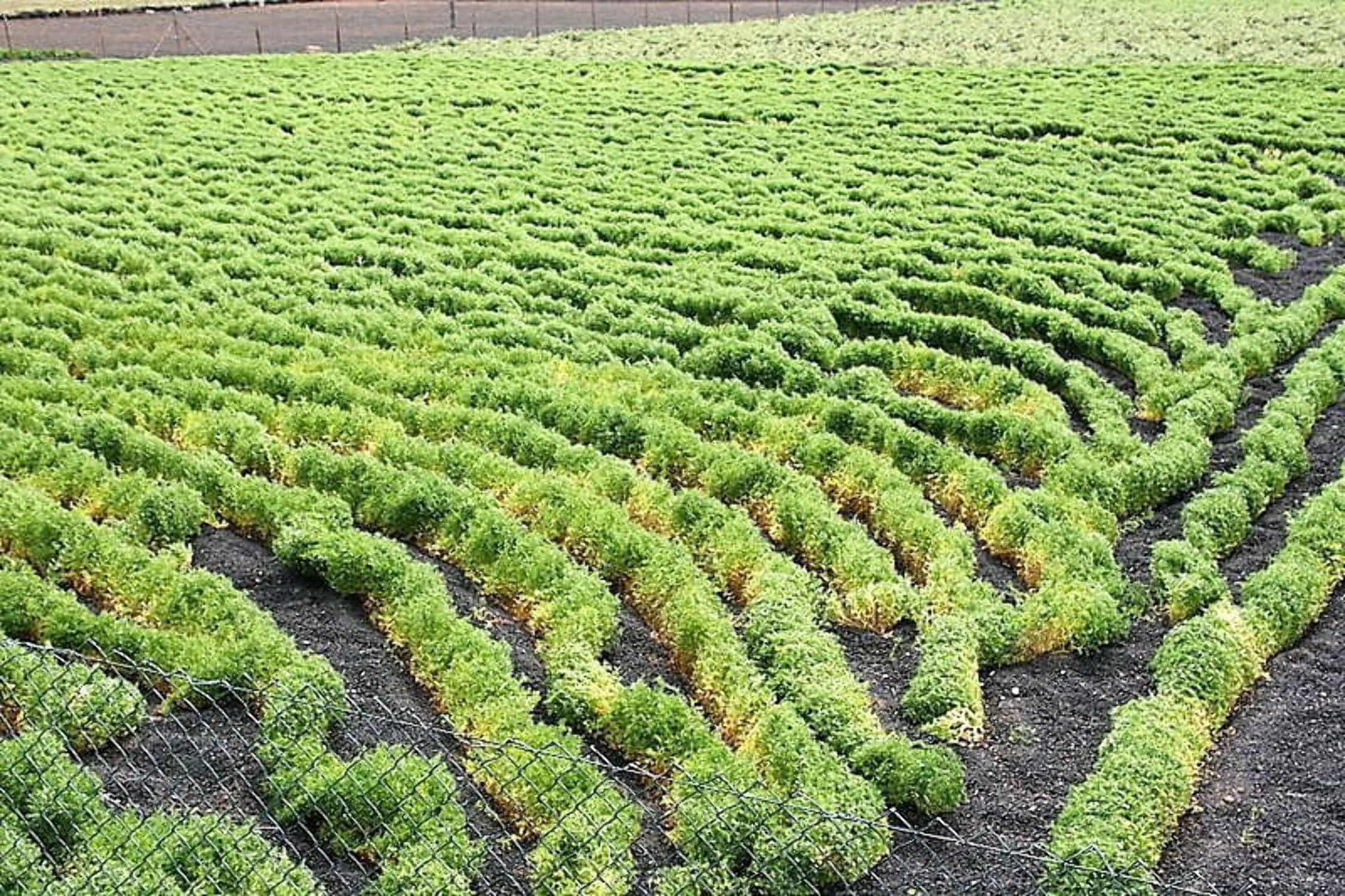 100 GOLD LENTIL Bush Lens Culinaris Golden Yellow Vegetable Legume Sprouts Seeds