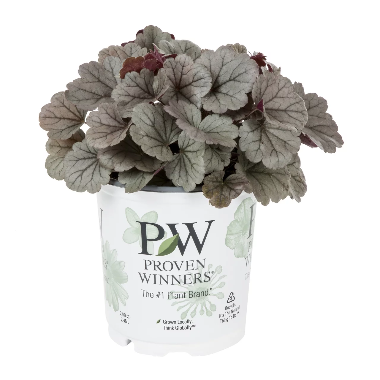 Proven Winners 2.5QT Heuchera Dolce Silver Gumdrop Live Plant Grower Pot Shade