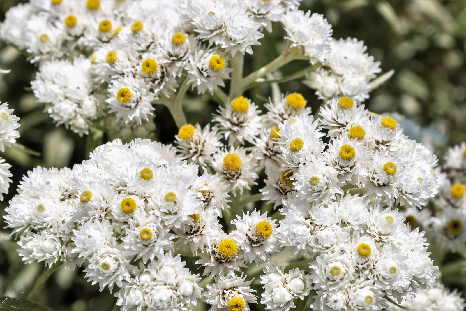 100 PEARLY EVERLASTING Anaphalis Margaritacea Fragrant Butterfly Flower Seeds