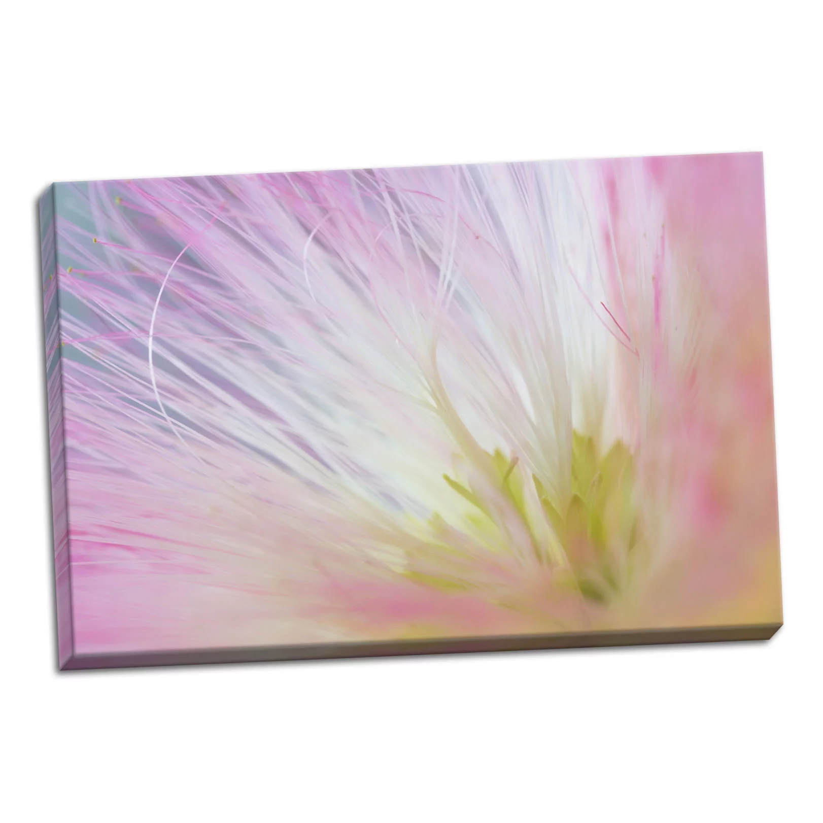 Gango Home Decor Mimosa Tree Blossom I by Kathy Mahan (Ready to Hang); One 36x24in Hand-Stretched Canvas