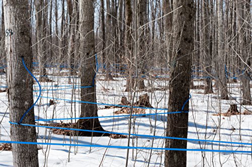 Maple Syrup Tree Tapping Tubing Line - 50 FEET - 5/16 inch Vacuum Line Hose - Can use with Drop Line Tubes Set-up - Semi Stiff Blue - 15 Year (50 Foot Length)