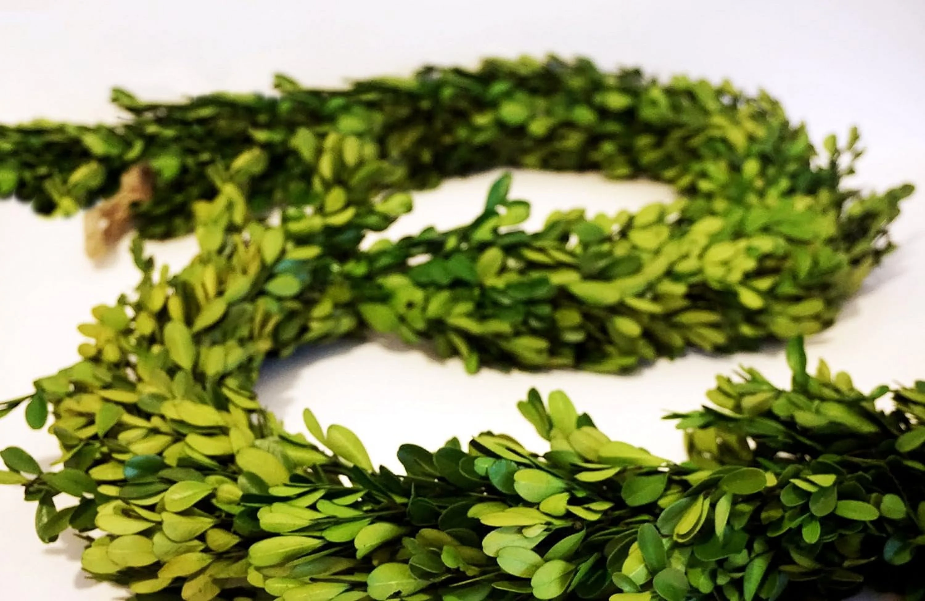 Preserved Boxwood 6 Ft. Long By