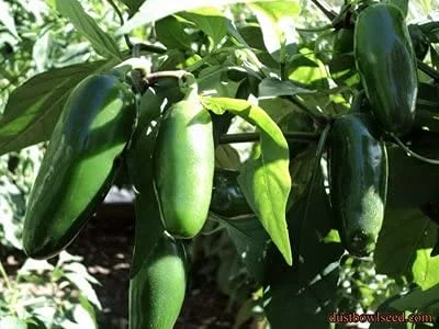 Clovers Garden Jalapeno Pepper Plant – Two (2) Live Plants – Non-GMO - Not Seeds – Each 4