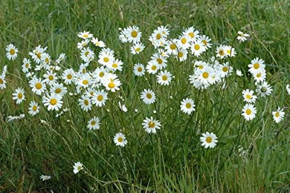 Leucanthemum vulgare | Ox-Eye Daisy | Marguerite | 500_Seeds