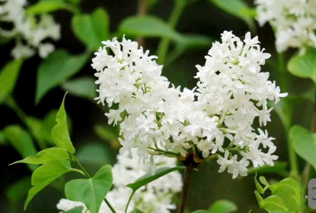 50 White Lilac Seeds Extremely Fragrant Japanese Tree Lilac Shrub Syringa Vulgaris
