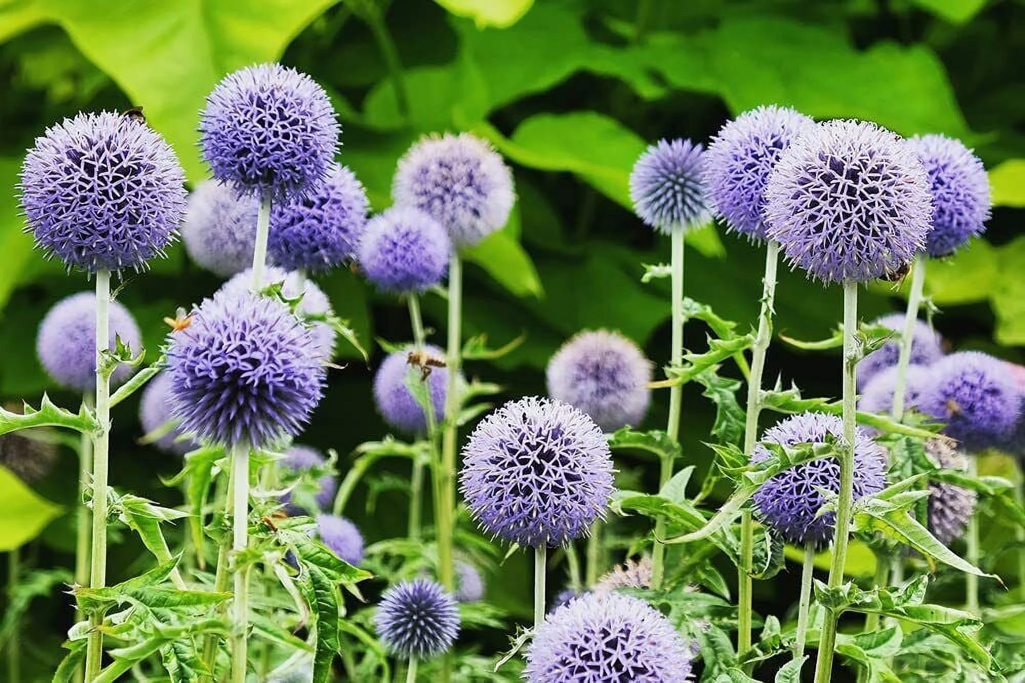 30 Globe Thistle Seeds for Planting Exotic Blue Globe Thistle
