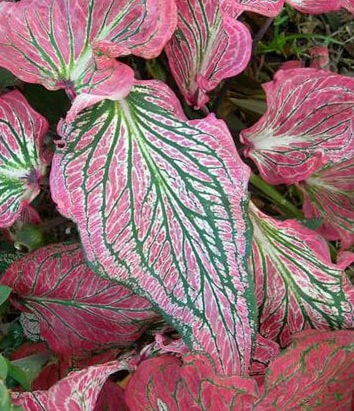 (3) Pink Symphony Caladium, Bulbs, Great for any Garden, Great as a HouseplantQ