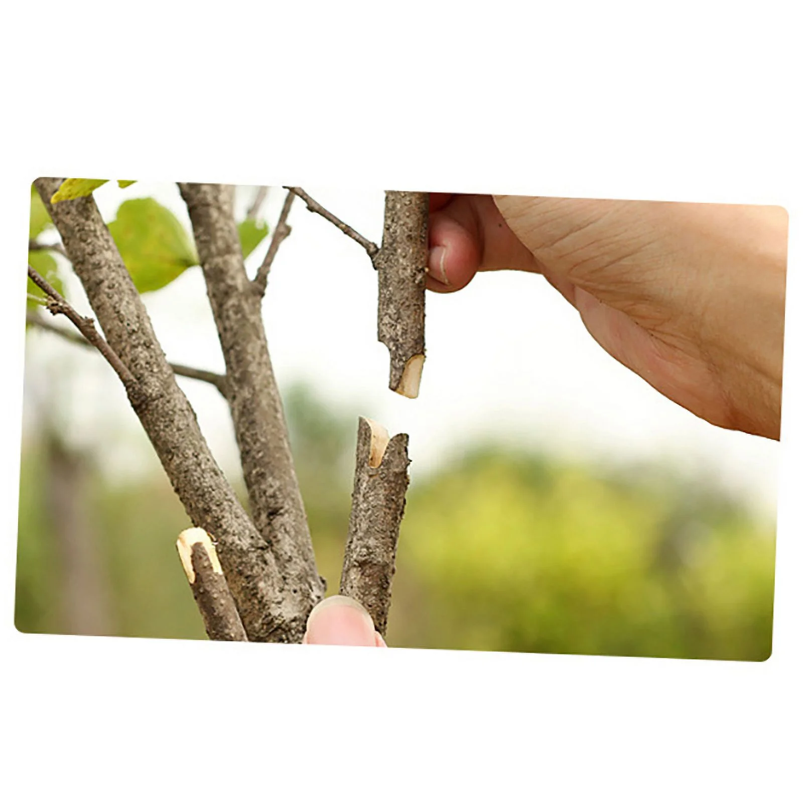 Grafting Pruner Garden Grafting Tool Professional Branch Cutter Secateur Pruning