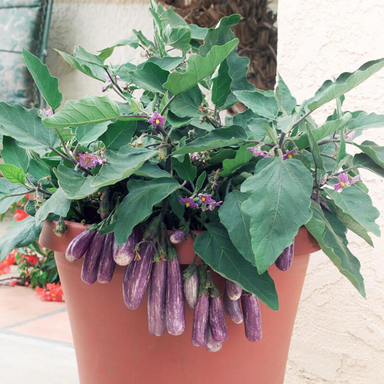 Eggplant Fairy Tale F1 Seed