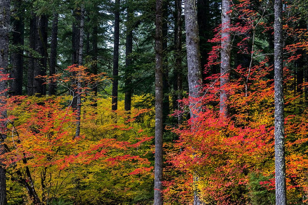 Haney, Chuck 14x11 Gold Ornate Wood Framed with Double Matting Museum Art Print Titled - Vine Maple trees in autumn at Silver Falls State Park near Silverton-Oregon-USA