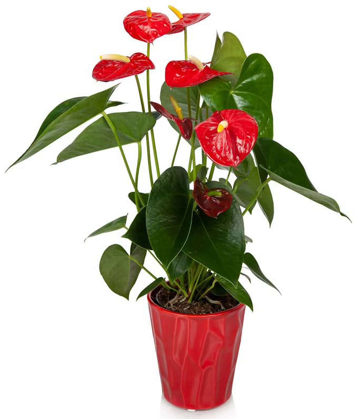 From You Flowers - Vibrant Red Anthurium for Birthday, Anniversary, Get Well, Congratulations, Thank You
