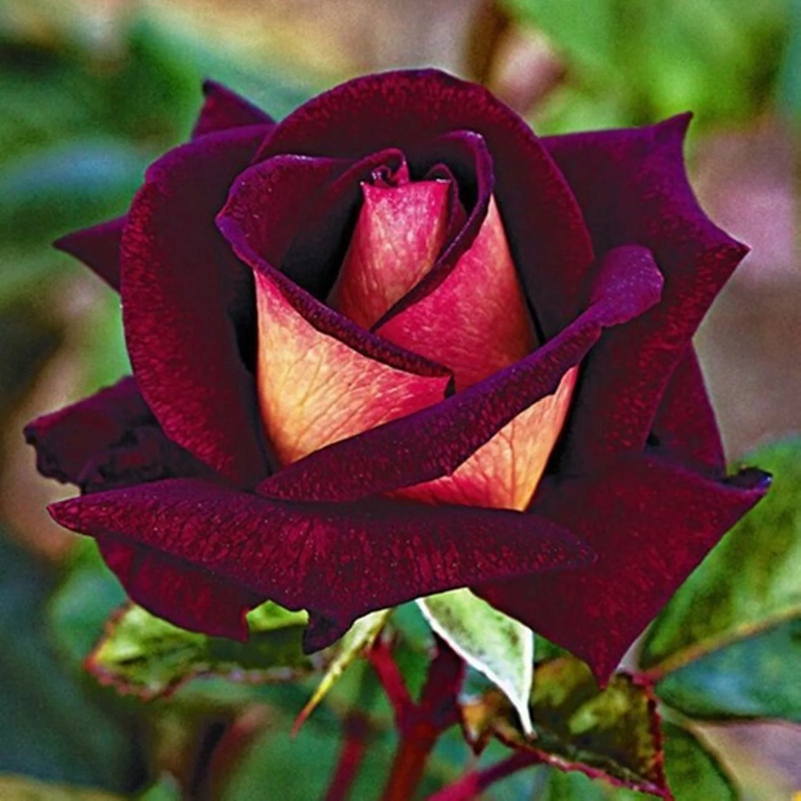 Rose Bulbs, Roses Bloom For A Long Time, Fragrant And Elegant, Cold And Drought Tolerant, Easy For Gardeners To Grow.Ornamental Plants,Making Bouquets, Floral Decoration,