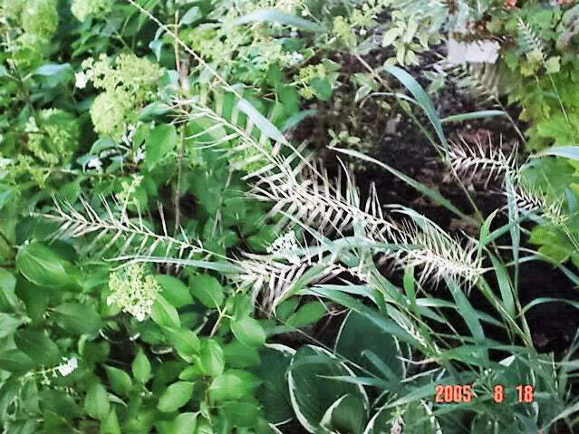 25 BOTTLEBRUSH GRASS Ornamental Shade Elymus Hystrix Patula Seeds