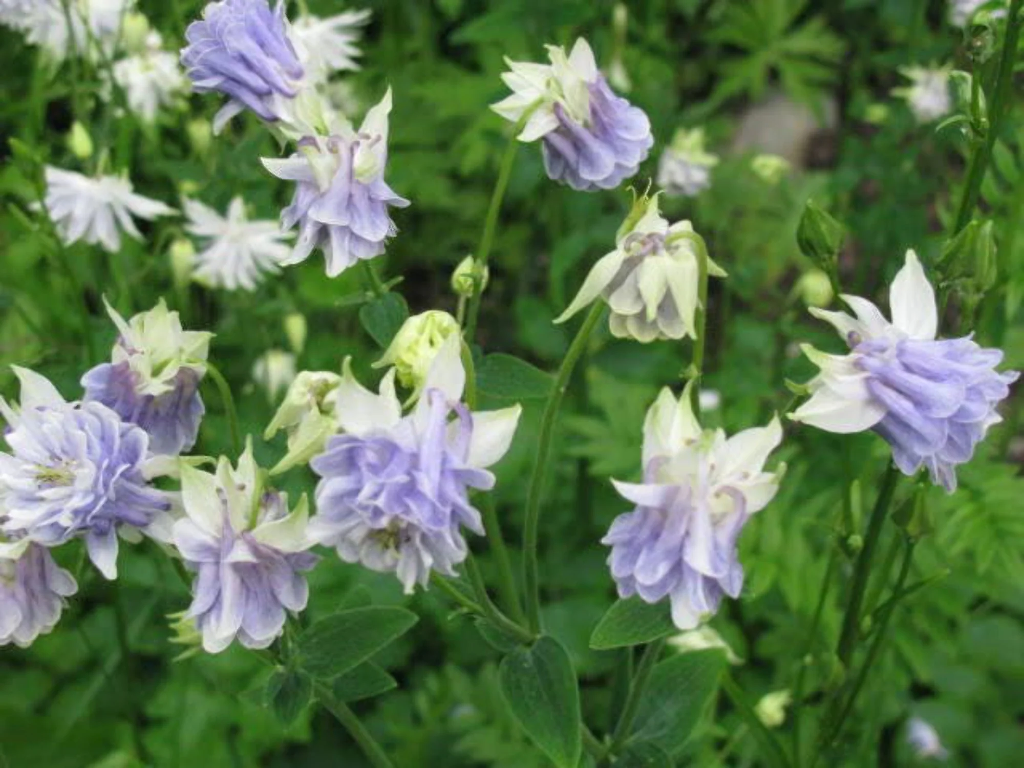 100 MIXED EUROPEAN COLUMBINE Aquilegia Flower Seeds