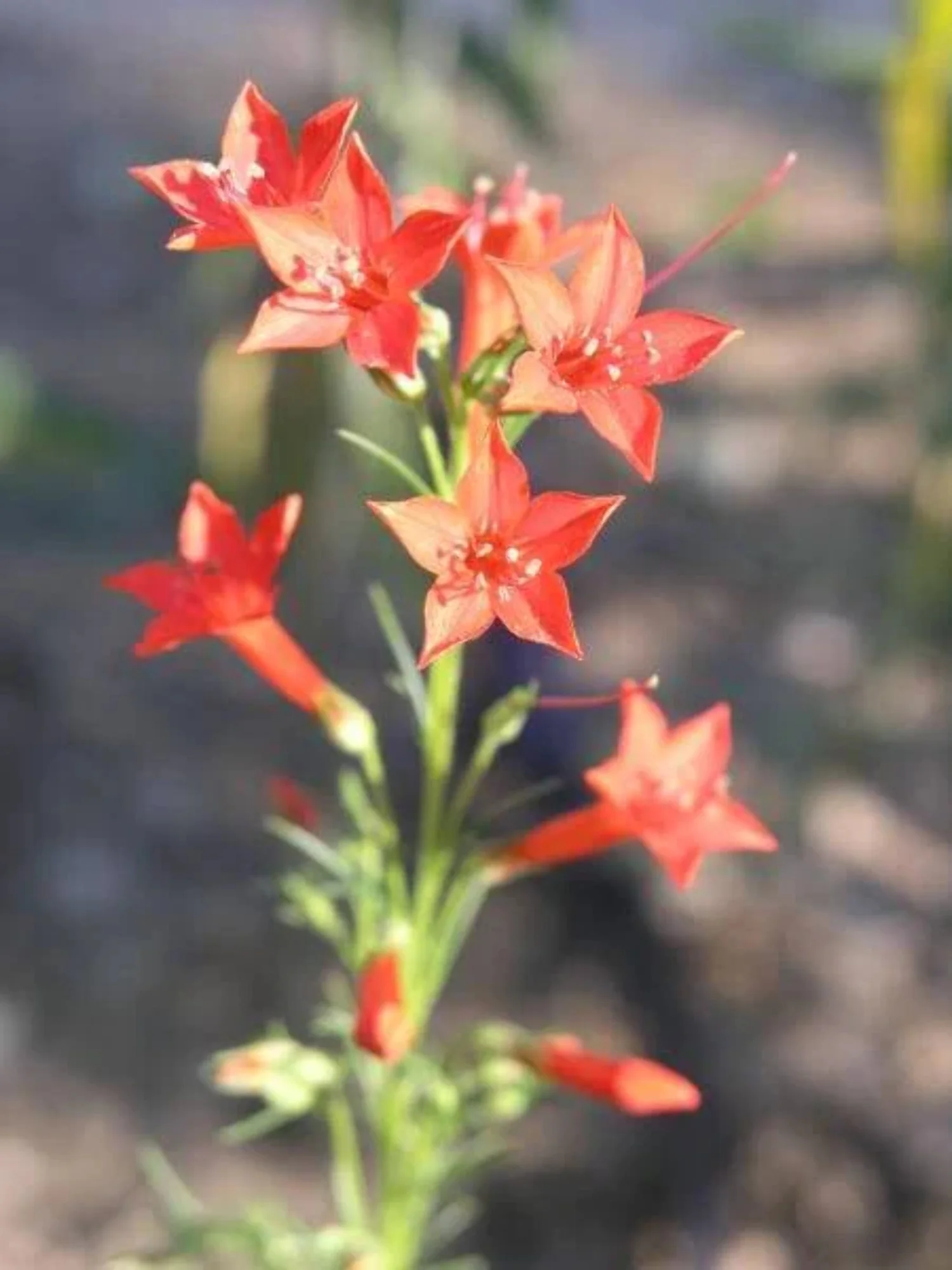 200 STANDING CYPRESS (Scarlet Gilia) Ipomopsis Rubra Flower Seeds