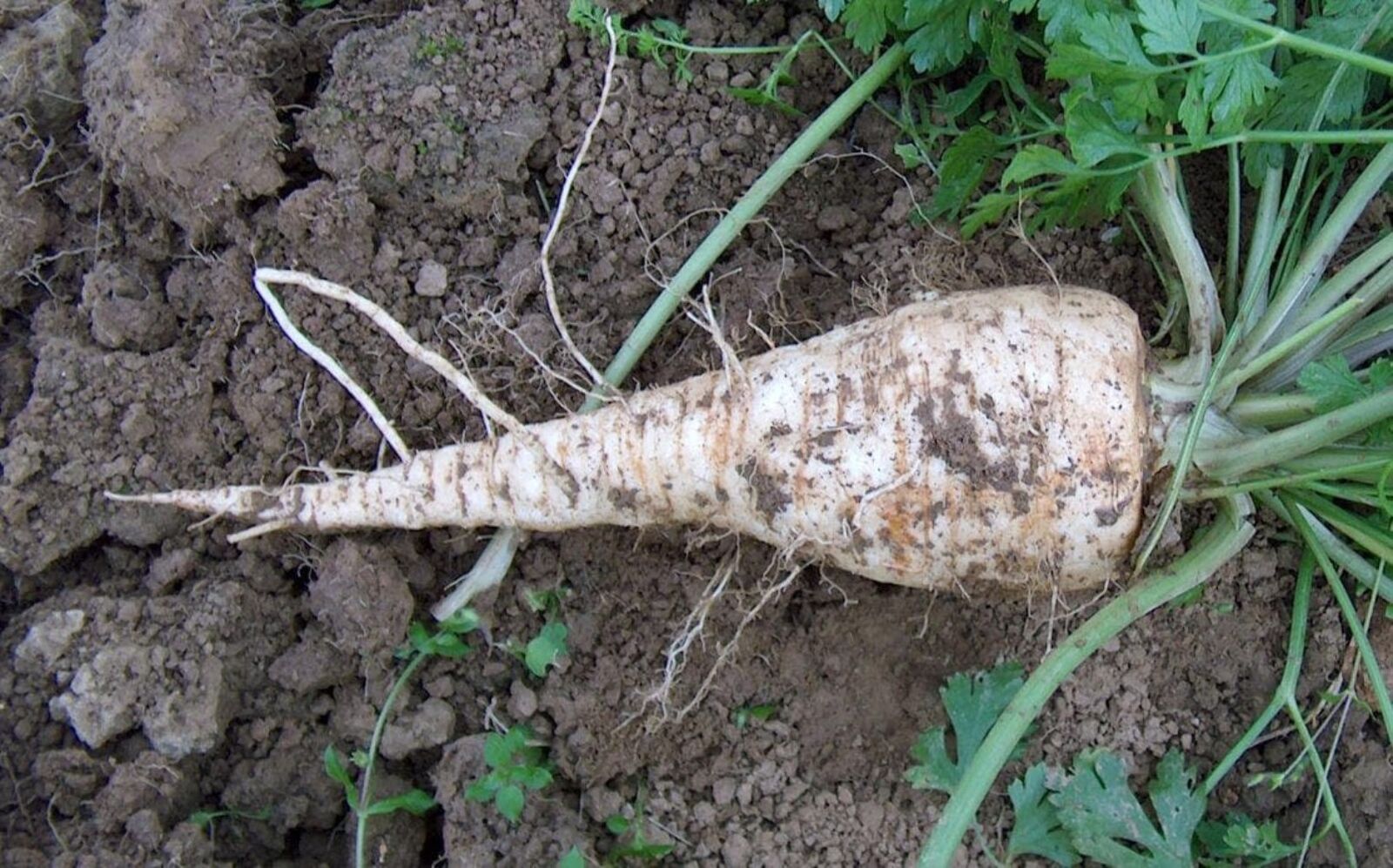 1000 HAMBURG ROOTED PARSLEY Petroselinum Crispum Tuberosum Root Vegetable Seeds