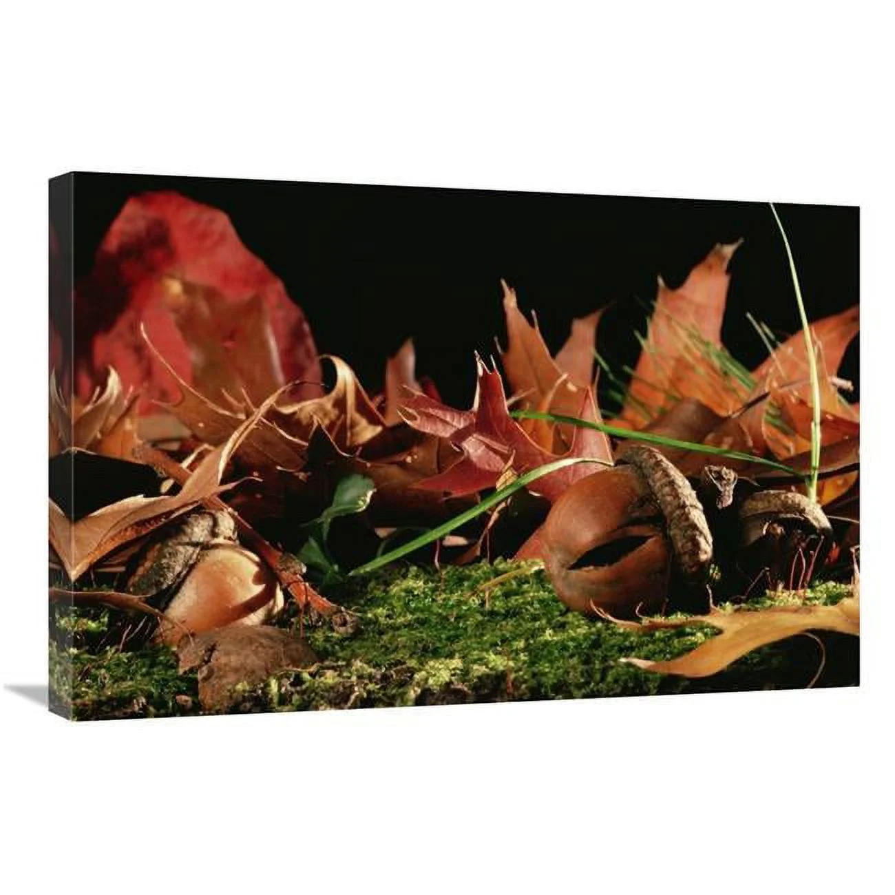 20 x 30 in. Northern Red Oak Tree with Acorns, Massachusetts Art Print - Mark Moffett