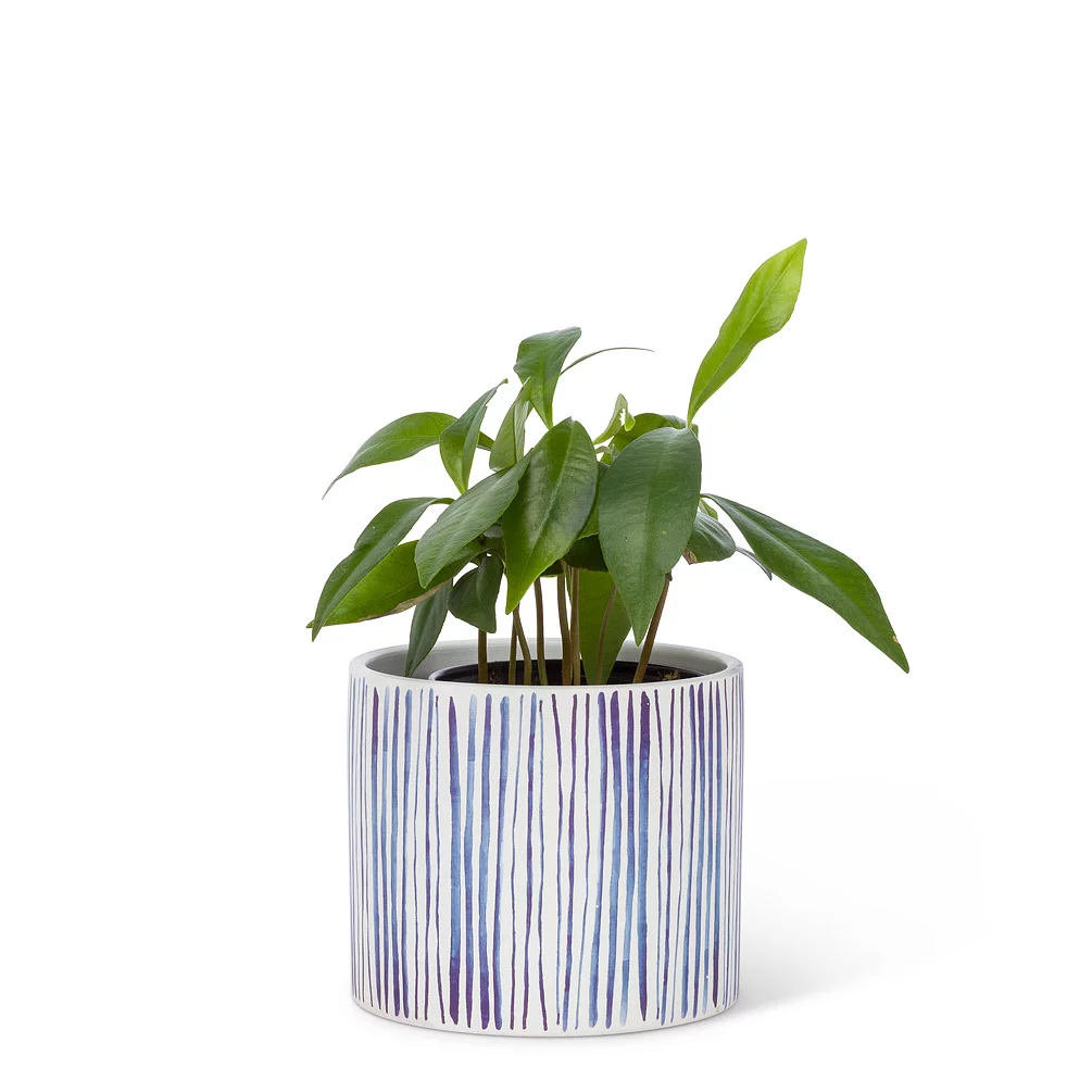 Small Shibori Line Planter