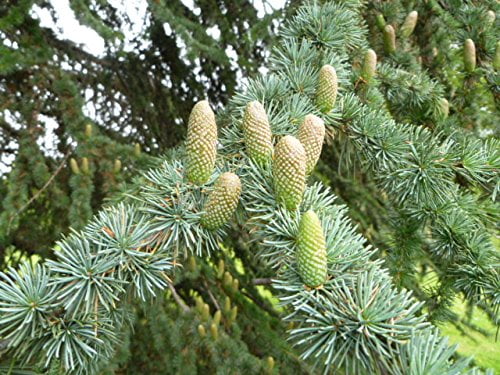 Cold Hardy Cedar of Lebanon - Cedrus libani 'Eugene' - 1 - Year Live Plant