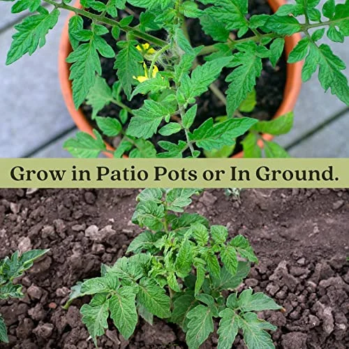 Clovers Garden Brandywine Pink Tomato Plant- Two (2) Live Plants – Not Seeds – in 3.5 Inch Pots