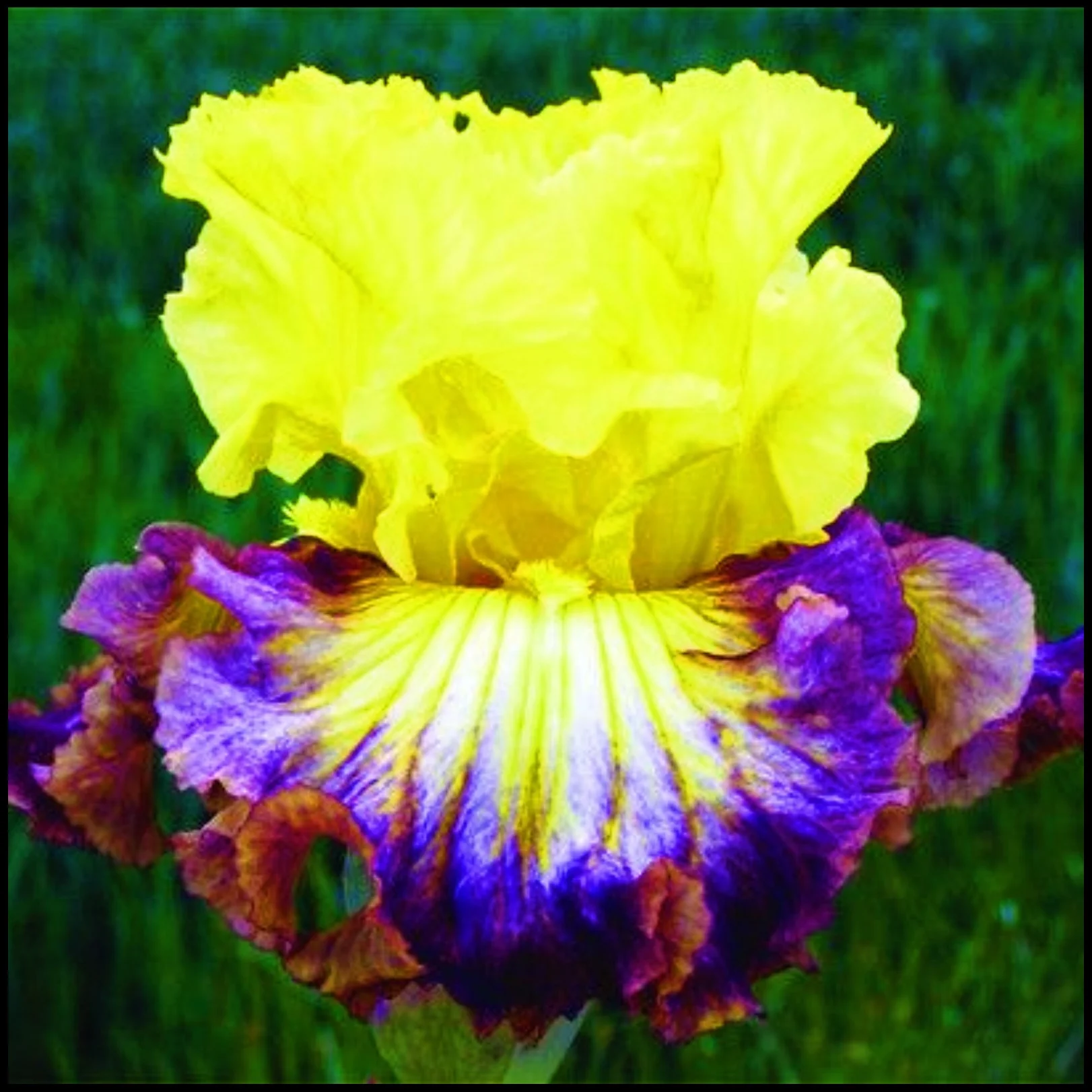 Bearded Iris Bulbs Iris Plants Bulbs Iris Plants Iris Bulbs Bulk Beautify The Garden